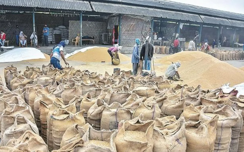 वित्त वर्ष 2025 में रिकॉर्ड अनाज उत्पादन के साथ कृषि क्षेत्र ने दिखाया मजबूत विकास