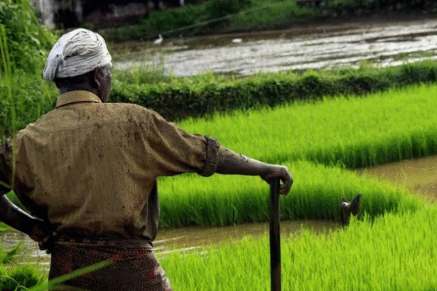 मध्य प्रदेश के सतना में एक खास खेत है, जिसकी कहानी आपको जरूर चौंका देगी!