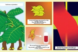 वैज्ञानिकों ने सागौन के पत्ते के एक रोमांचक उपयोग का पता लगाया