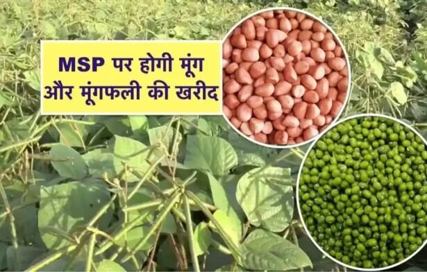 योगी सरकार ने 75 जिलों में शुरू की MSP पर मूंग और मूंगफली की खरीद, लाखों किसानों को होगा फायदा