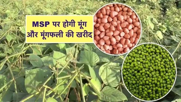 योगी सरकार ने 75 जिलों में शुरू की MSP पर मूंग और मूंगफली की खरीद, लाखों किसानों को होगा फायदा