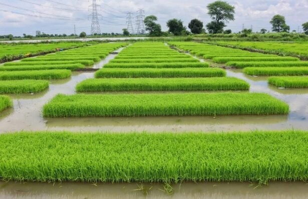 नहीं डाल पा रहे धान की नर्सरी तो तुरंत बो दें ये वैरायटी, बोरी भर-भर कर होगी पैदावार