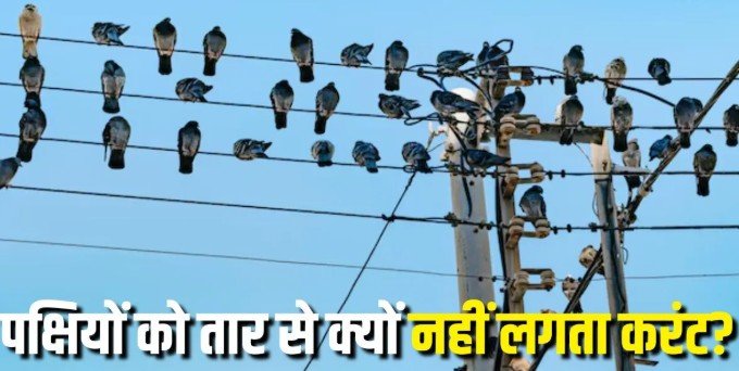 बिजली के तार पर बैठे पक्षियों को क्यों नहीं लगता करंट ?