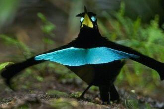 फैक्ट फ्रंट : सुपर्ब बर्ड ऑफ पैराडाइज