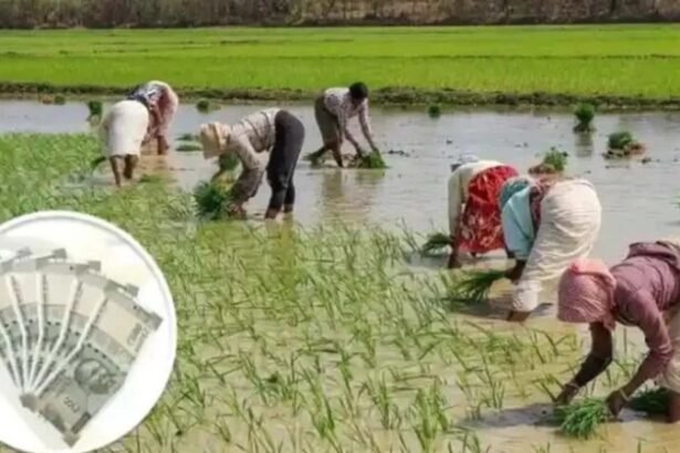 कृषि उन्नति योजना को लेकर गाइडलाइन जारी, प्रति एकड़ के हिसाब से इतना रुपए मिलेगी अनुदान सहायता