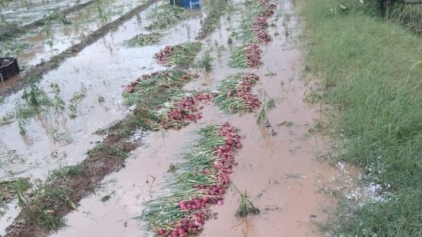 लगातार बारिश के कारण बीज सड़ने की आशंका से किसान चिंतित