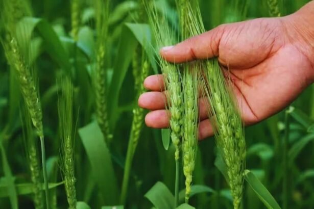 वैज्ञानिक खेत में नई गेहूं की किस्म की जांच कर रहे हैं, जो हवा से नाइट्रोजन लेकर खुद उर्वरक तैयार करती है।