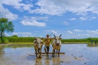 भारी बारिश से जलभराव और बाढ़ के बीच खेतों और नदियों में पानी की भरपूर मात्रा।