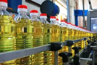 ऑयल पाम के पेड़ों का बागान और ताड़ के फल, जो भारत में खाद्य तेलों के उत्पादन में आत्मनिर्भरता हासिल करने की क्षमता दर्शाते हैं।