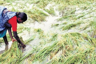 तमिलनाडु के खेतों में फसल नुकसान और राहत राशि का वितरण