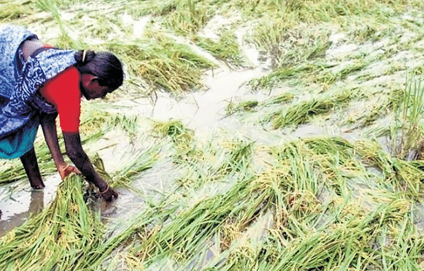 तमिलनाडु के खेतों में फसल नुकसान और राहत राशि का वितरण