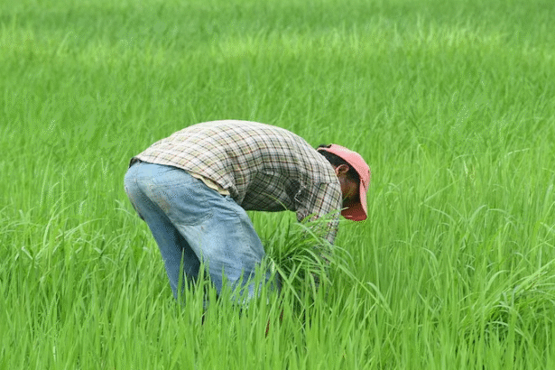 घने कोहरे और तेज हवाओं में खेत में काम करते किसान।