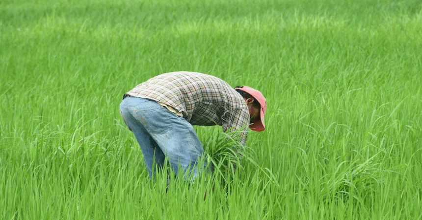 घने कोहरे और तेज हवाओं में खेत में काम करते किसान।