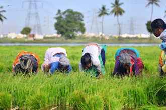 ओडिशा में डिजिटल कृषि अवसंरचना के लिए केंद्र सरकार द्वारा 155 करोड़ रुपये की सहायता की घोषणा