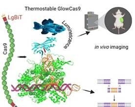 ग्लोकैस9 प्रोटीन से सीआरआईएसपीआर-कैस9 प्रणाली में जीन संपादन का वास्तविक समय में अवलोकन