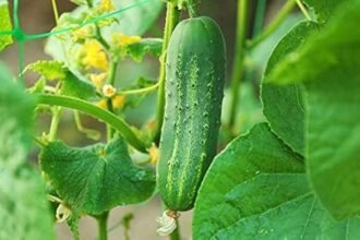 40 रुपये में उपलब्ध उच्च गुणवत्ता वाले खीरे के बीज, जिन्हें ऑनलाइन ऑर्डर किया जा सकता है।