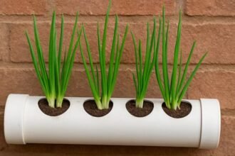 पीवीसी पाइप में वर्टिकल (खड़ी) किचन गार्डनिंग तकनीक से उगाई गई ताज़ी हरी प्याज।