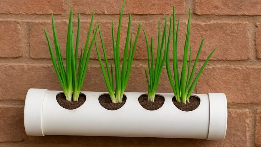 पीवीसी पाइप में वर्टिकल (खड़ी) किचन गार्डनिंग तकनीक से उगाई गई ताज़ी हरी प्याज।