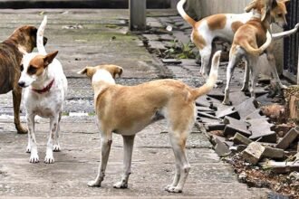 सर्वोच्च न्यायालय की सुनवाई के दौरान आवारा कुत्तों के खतरे और उनके नियंत्रण पर विचार करते न्यायाधीश