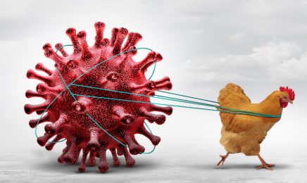 केरल के अलाप्पुझा और कोट्टायम में बर्ड फ्लू के मामलों के बाद स्वास्थ्य विभाग की जांच और निगरानी