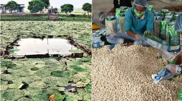 बिहार के मिथिला मखाना का समुद्री मार्ग से दुबई निर्यात; वर्चुअल फ्लैग-ऑफ समारोह में कृषि मंत्री राम कृपाल यादव