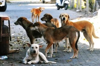 तेलंगाना के जगतियाल जिले में गड्ढे से बरामद किए गए आवारा कुत्तों के शव