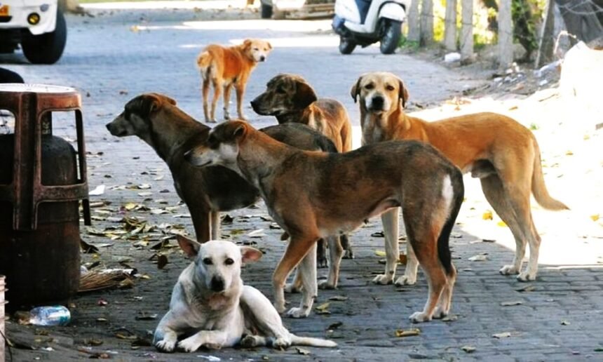 तेलंगाना के जगतियाल जिले में गड्ढे से बरामद किए गए आवारा कुत्तों के शव