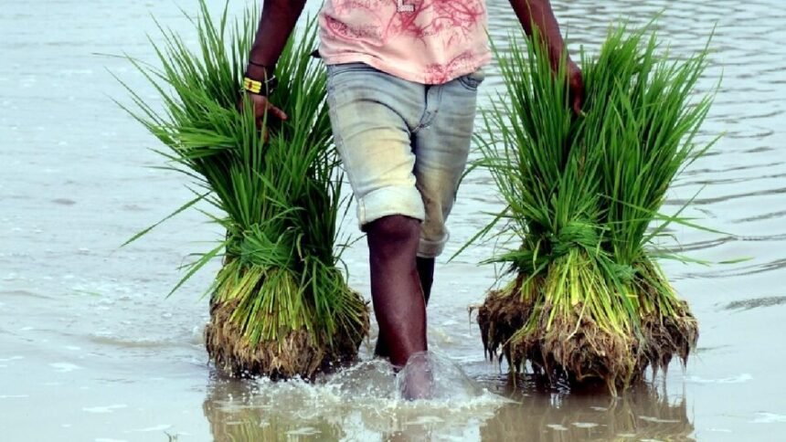 India EU FTA में कृषि क्षेत्र क्यों है सबसे बड़ा मुद्दा