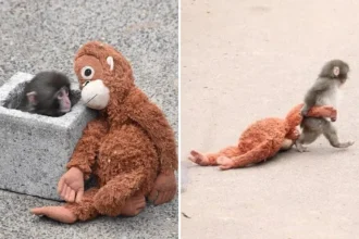 जापान के इचिकावा सिटी जू में एक छोटा जापानी मकाक बंदर ‘पंच’ अपने पास रखे ऑरंगुटान के मुलायम खिलौने को गले लगाकर बैठा है, जो उसकी मां की कमी को दर्शाता है।