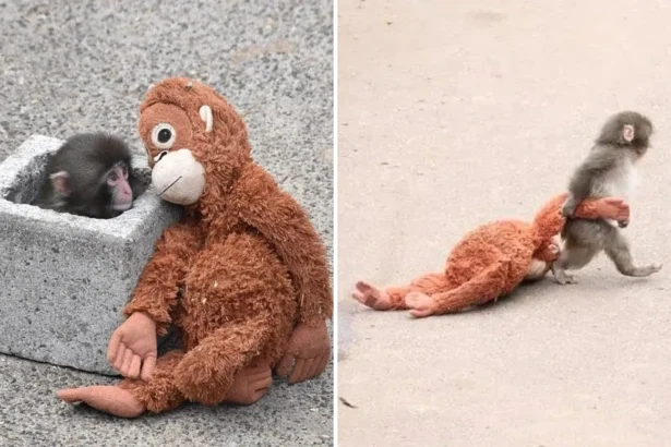 जापान के इचिकावा सिटी जू में एक छोटा जापानी मकाक बंदर ‘पंच’ अपने पास रखे ऑरंगुटान के मुलायम खिलौने को गले लगाकर बैठा है, जो उसकी मां की कमी को दर्शाता है।