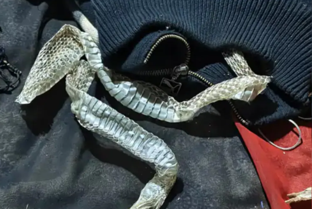 औरैया में युवती के लापता होने के बाद नागिन बनने की अफवाह, पुलिस ने बताया गुमशुदगी का मामला