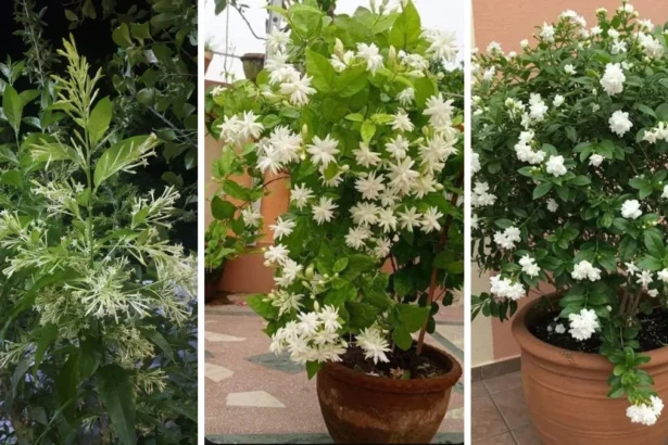 बालकनी के गमले में लगे रातरानी, मोगरा और चमेली के सुगंधित फूल — रात में महकने वाले पौधे