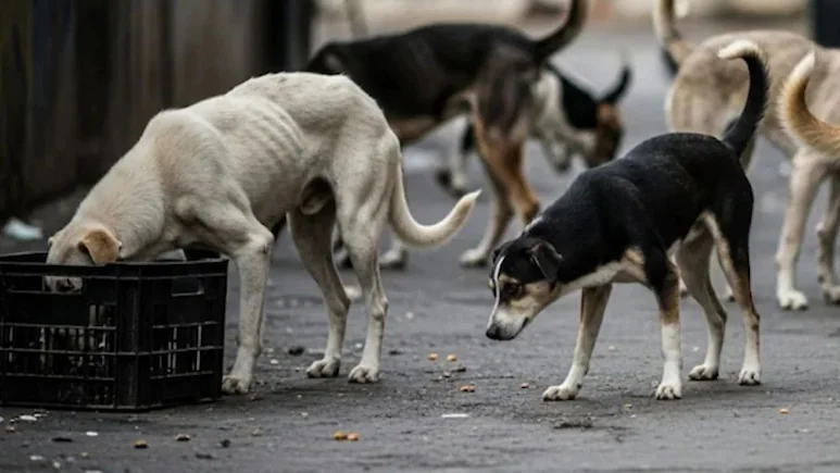 दिल्ली के एक पशु चिकित्सालय का दृश्य जहाँ आधुनिक चिकित्सा सुविधाएं और कर्मचारी मौजूद हैं